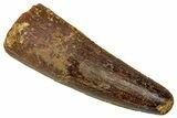 Fossil Spinosaurus Tooth - Real Dinosaur Tooth #352998-1